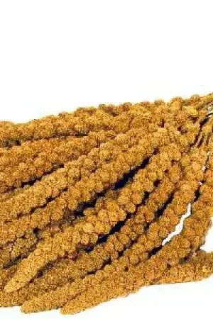Boer Trosgierst geel 200 gram Betrouwbaar